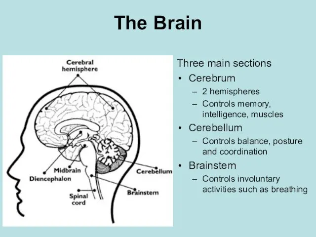 The Brain Three main sections Cerebrum 2 hemispheres Controls memory,