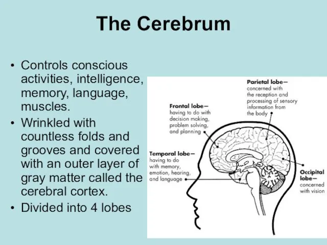 The Cerebrum Controls conscious activities, intelligence, memory, language, muscles. Wrinkled