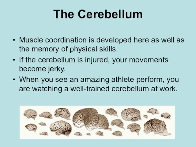 The Cerebellum Muscle coordination is developed here as well as