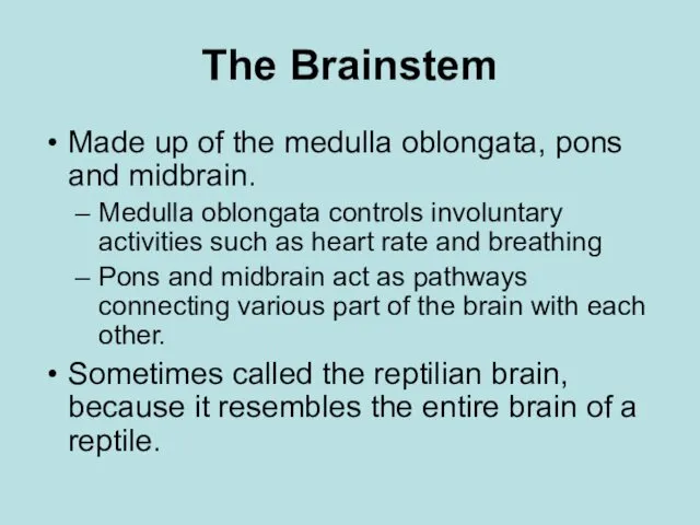 The Brainstem Made up of the medulla oblongata, pons and