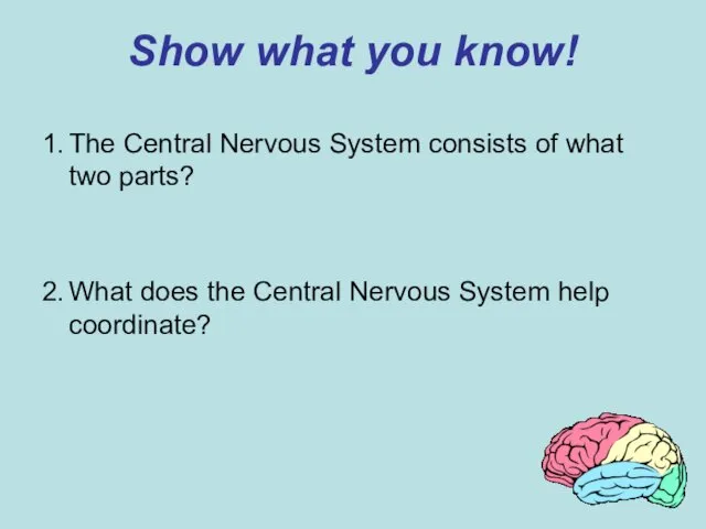 Show what you know! 1. The Central Nervous System consists