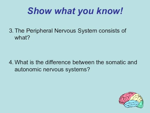 Show what you know! 3. The Peripheral Nervous System consists