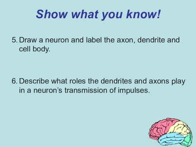 Show what you know! 5. Draw a neuron and label