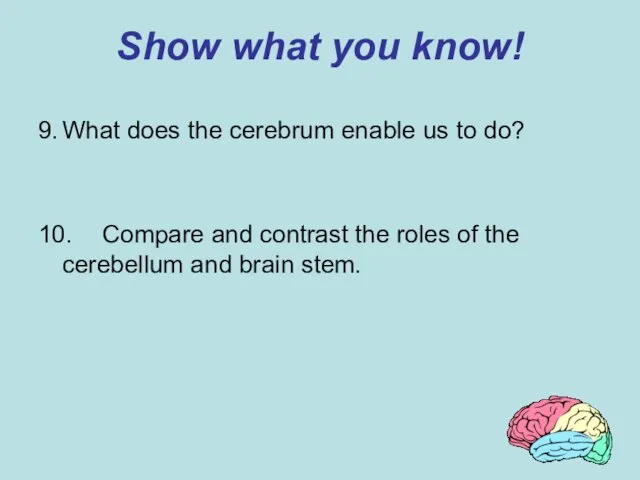 Show what you know! 9. What does the cerebrum enable