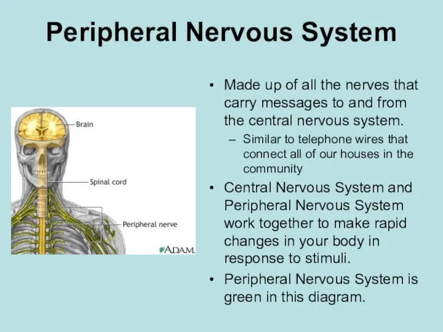 Peripheral Nervous System Made up of all the nerves that