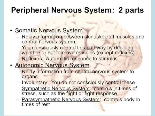 Peripheral Nervous System: 2 parts Somatic Nervous System Relay information