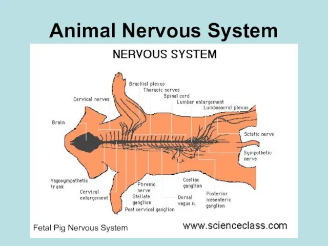 Animal Nervous System Fetal Pig Nervous System