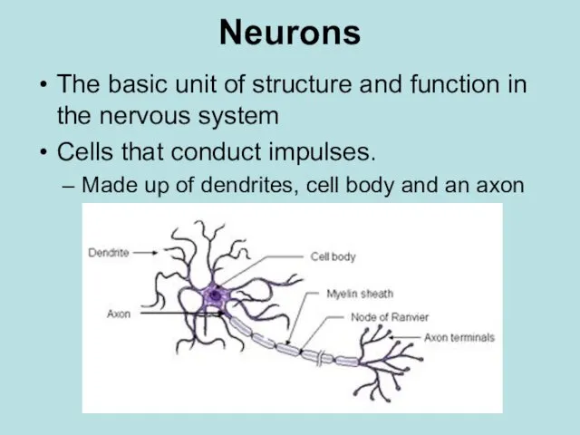 Neurons The basic unit of structure and function in the