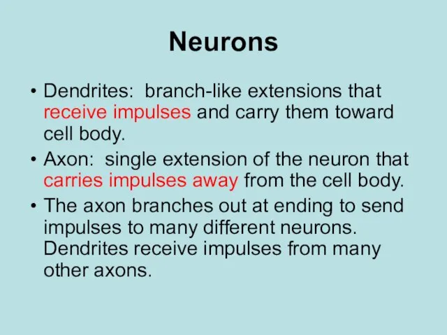 Neurons Dendrites: branch-like extensions that receive impulses and carry them