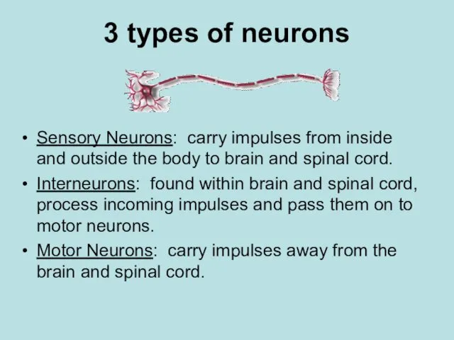 3 types of neurons Sensory Neurons: carry impulses from inside