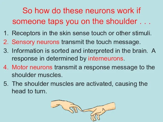 So how do these neurons work if someone taps you