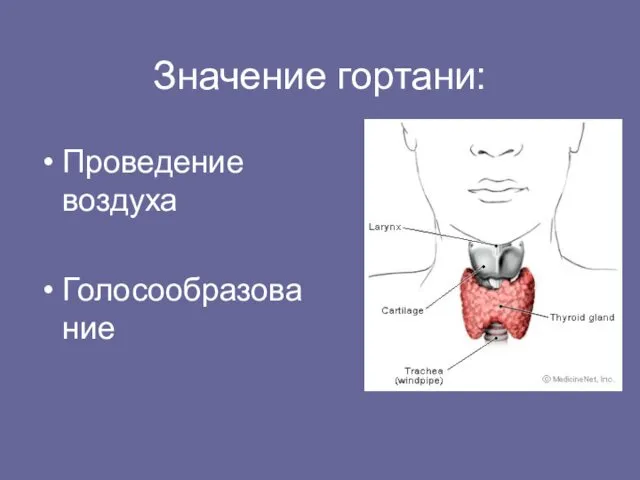 Значение гортани: Проведение воздуха Голосообразование