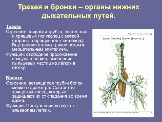 Трахея и бронхи – органы нижних дыхательных путей. Трахея Строение: