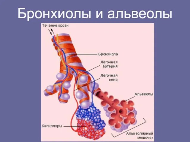 Бронхиолы и альвеолы