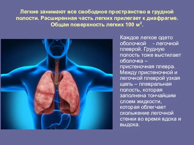 Легкие занимают все свободное пространство в грудной полости. Расширенная часть