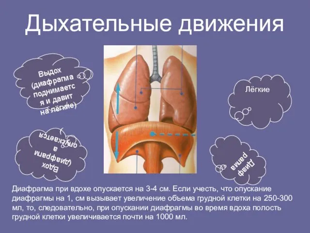 Дыхательные движения Лёгкие Диафрагма Вдох(диафрагма опускается) Выдох (диафрагма поднимается и