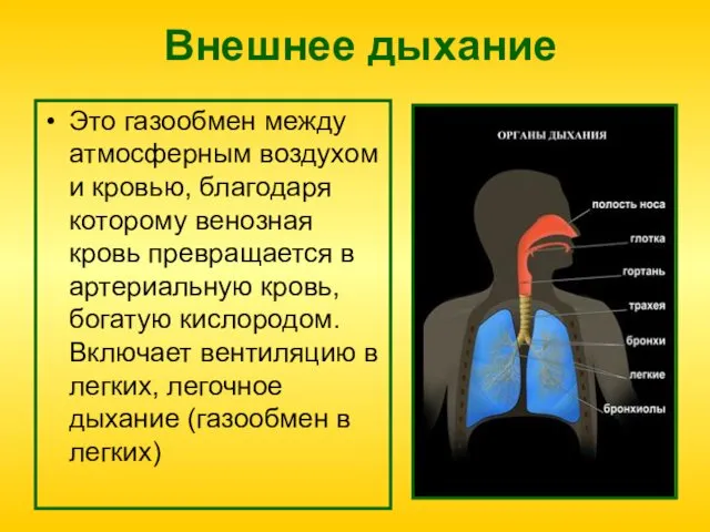 Внешнее дыхание Это газообмен между атмосферным воздухом и кровью, благодаря