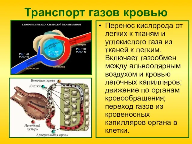 Транспорт газов кровью Перенос кислорода от легких к тканям и