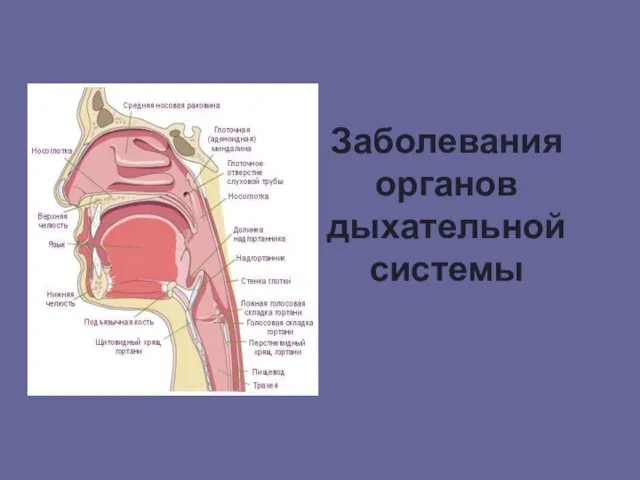 Заболевания органов дыхательной системы