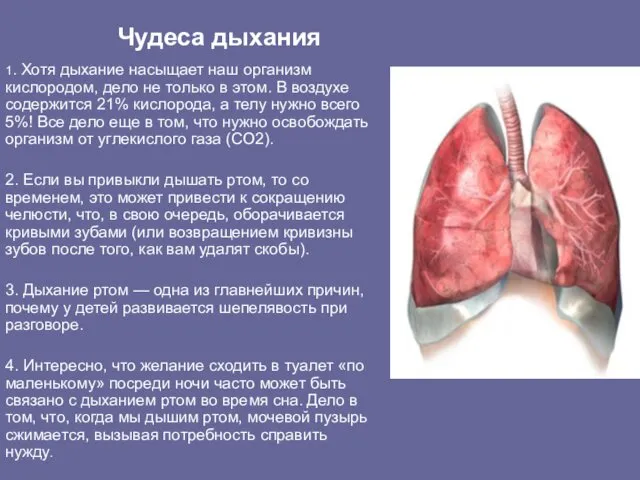 Чудеса дыхания 1. Хотя дыхание насыщает наш организм кислородом, дело