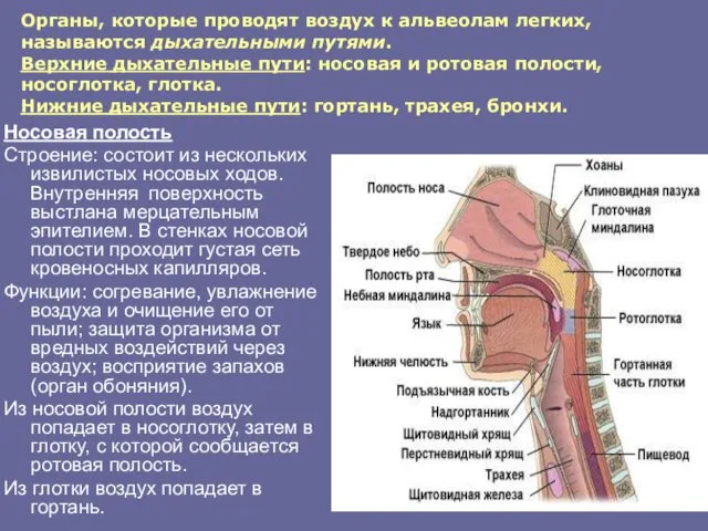 Органы, которые проводят воздух к альвеолам легких, называются дыхательными путями.