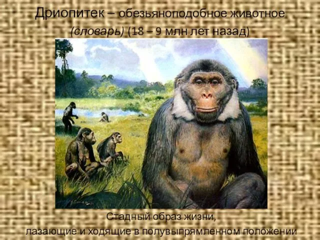 Дриопитек – обезьяноподобное животное (словарь) (18 – 9 млн лет