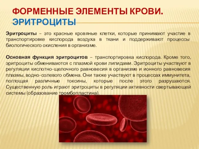 ФОРМЕННЫЕ ЭЛЕМЕНТЫ КРОВИ. ЭРИТРОЦИТЫ Эритроциты – это красные кровяные клетки, которые принимают участие