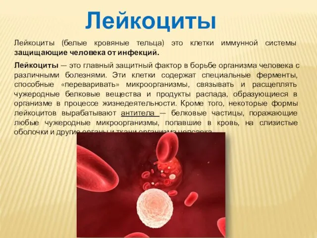 Лейкоциты Лейкоциты (белые кровяные тельца) это клетки иммунной системы защищающие человека от инфекций.