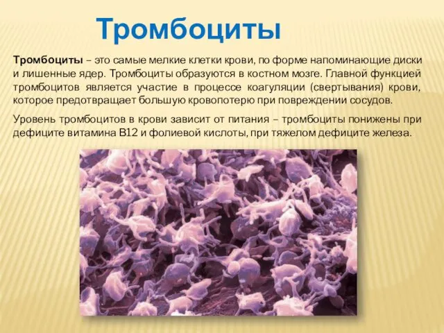 Тромбоциты Тромбоциты – это самые мелкие клетки крови, по форме напоминающие диски и