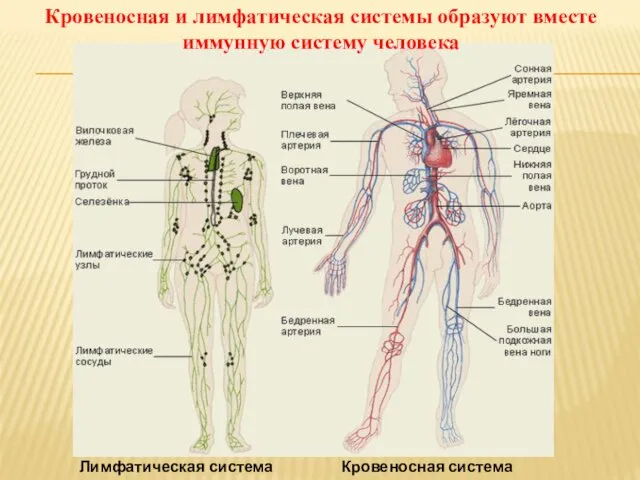 Лимфатическая система Кровеносная система Кровеносная и лимфатическая системы образуют вместе иммунную систему человека