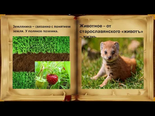 Животное – от старославянского «животъ» – жизнь.