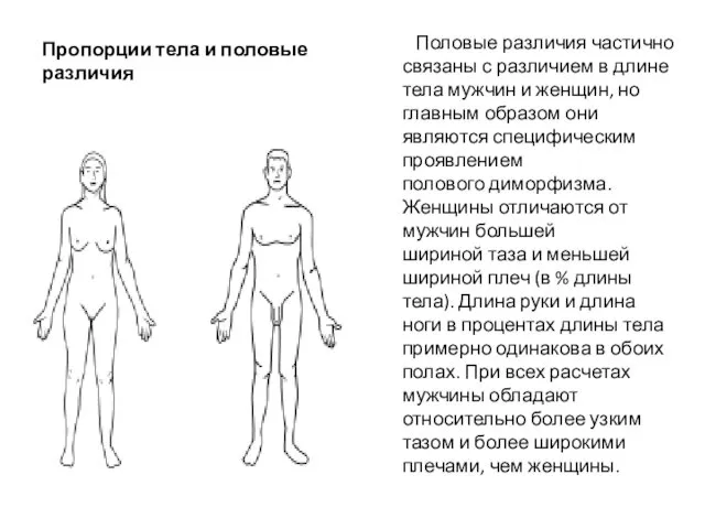 Пропорции тела и половые различия Половые различия частично связаны с различием в длине