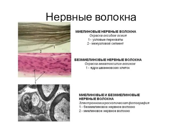 Нервные волокна