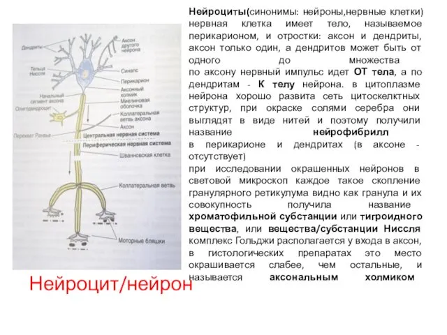 Нейроциты(синонимы: нейроны,нервные клетки) нервная клетка имеет тело, называемое перикарионом, и отростки: аксон и