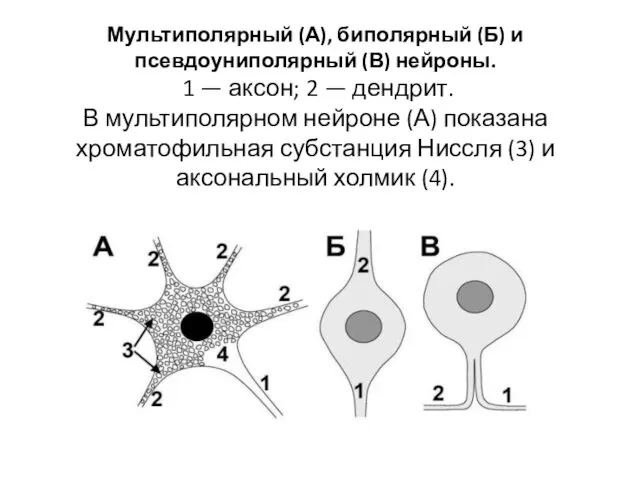 Мультиполярный (А), биполярный (Б) и псевдоуниполярный (В) нейроны. 1 — аксон; 2 —