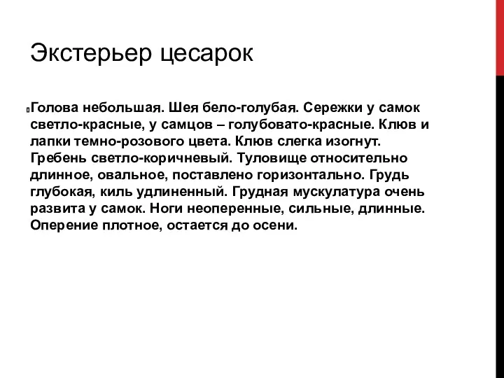 Экстерьер цесарок Голова небольшая. Шея бело-голубая. Сережки у самок светло-красные,