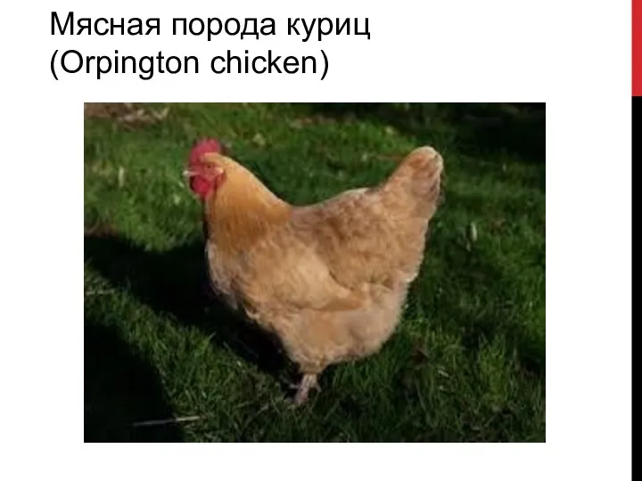 Мясная порода куриц (Orpington chicken)