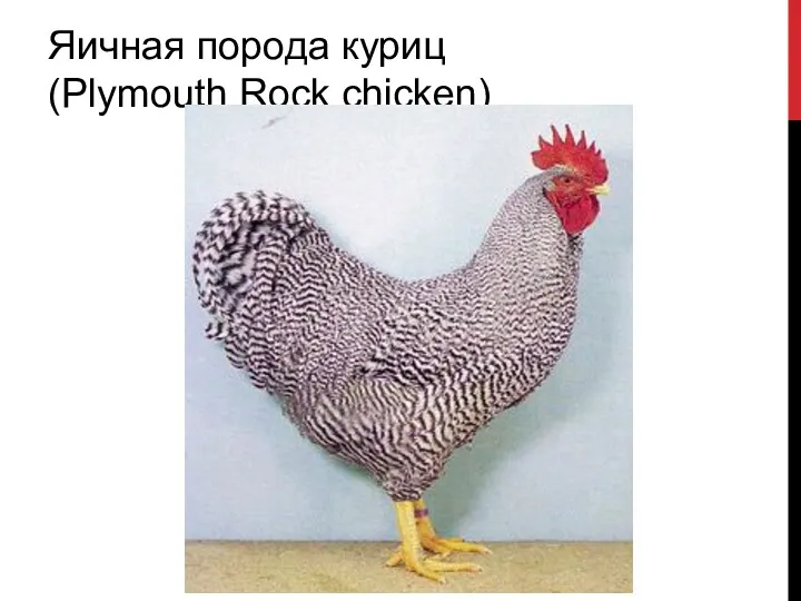Яичная порода куриц (Plymouth Rock chicken)