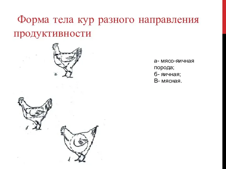 Форма тела кур разного направления продуктивности а- мясо-яичная порода; б- яичная; В- мясная.