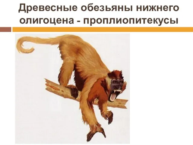 Древесные обезьяны нижнего олигоцена - проплиопитекусы