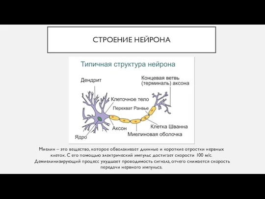 СТРОЕНИЕ НЕЙРОНА Миелин – это вещество, которое обволакивает длинные и