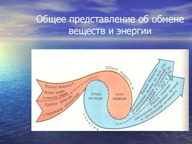 Общее представление об обмене веществ и энергии