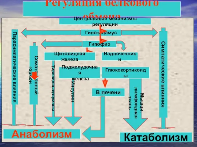 Регуляция белкового обмена Центральные механизмы регуляции Гипоталамус Гипофиз Поджелудочная железа