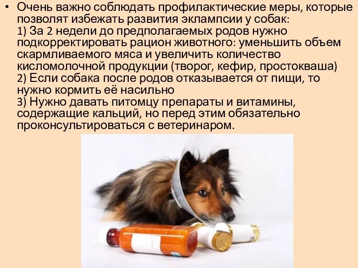 Очень важно соблюдать профилактические меры, которые позволят избежать развития эклампсии у собак: 1)