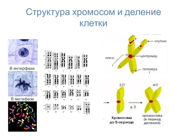 Структура хромосом и деление клетки