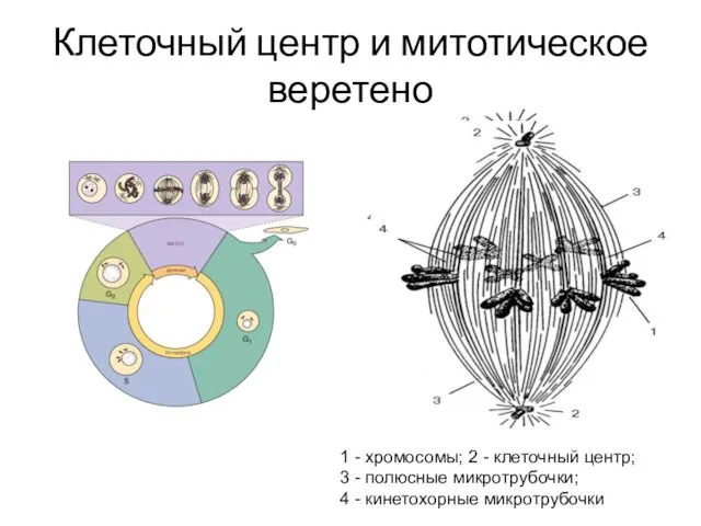 Клеточный центр и митотическое веретено 1 - хромосомы; 2 - клеточный центр; 3
