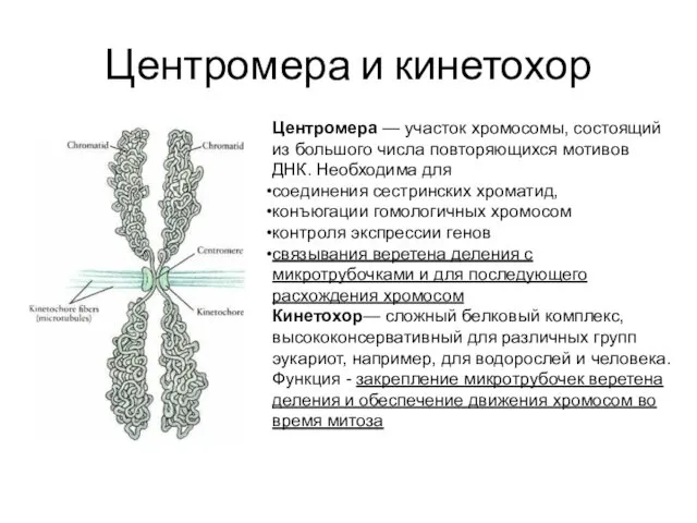 Центромера и кинетохор Центромера — участок хромосомы, состоящий из большого числа повторяющихся мотивов