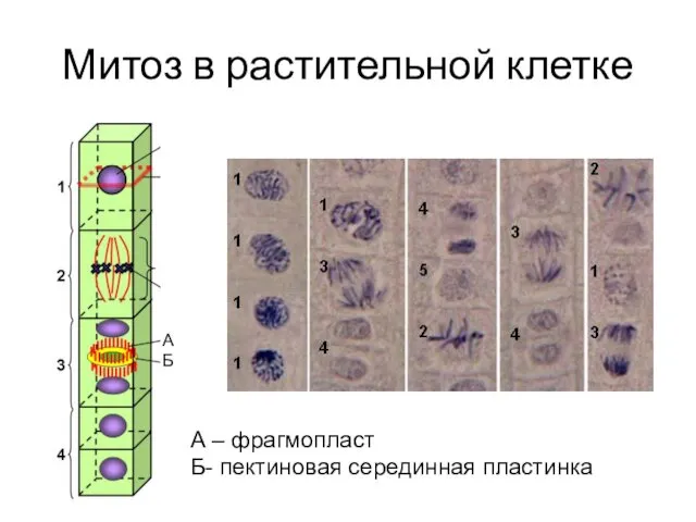 Митоз в растительной клетке А Б А – фрагмопласт Б- пектиновая серединная пластинка