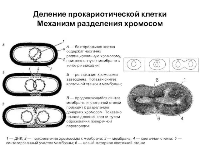 Деление прокариотической клетки Механизм разделения хромосом А — бактериальная клетка содержит частично реплицированную