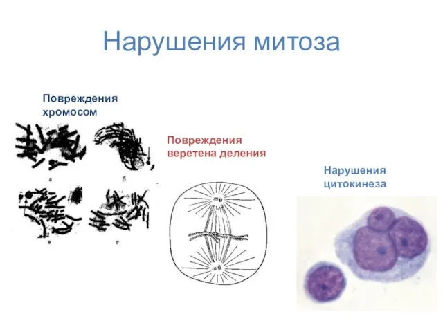 Нарушения митоза Повреждения хромосом Повреждения веретена деления Нарушения цитокинеза